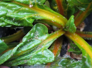 Aphids on yellow swiss chard